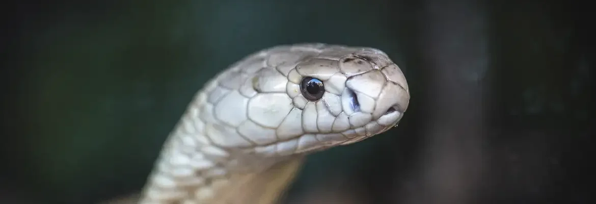 Estudo prevê substituição de roedor em testes antiveneno de serpentes