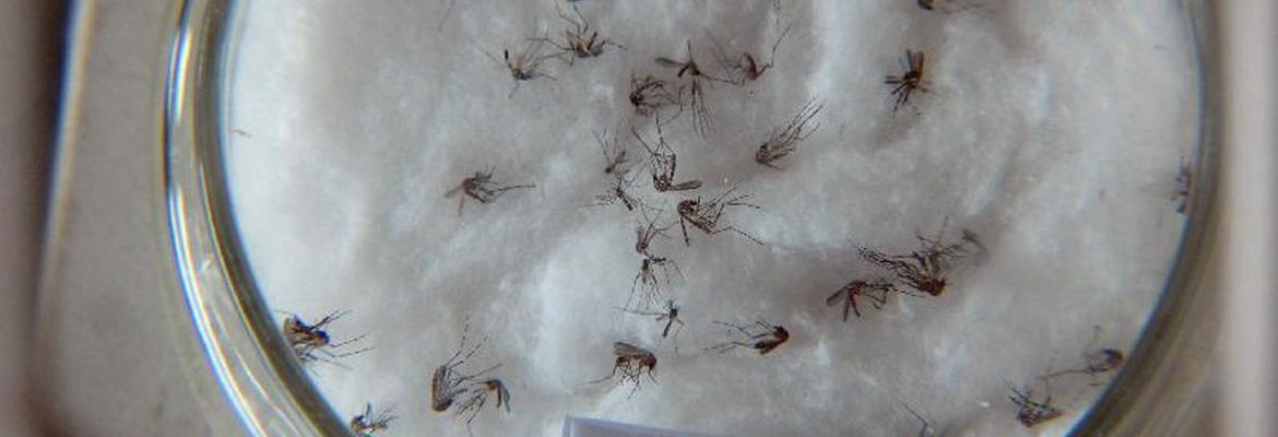 Pesquisa do Butantan padroniza nomenclatura de vírus da dengue