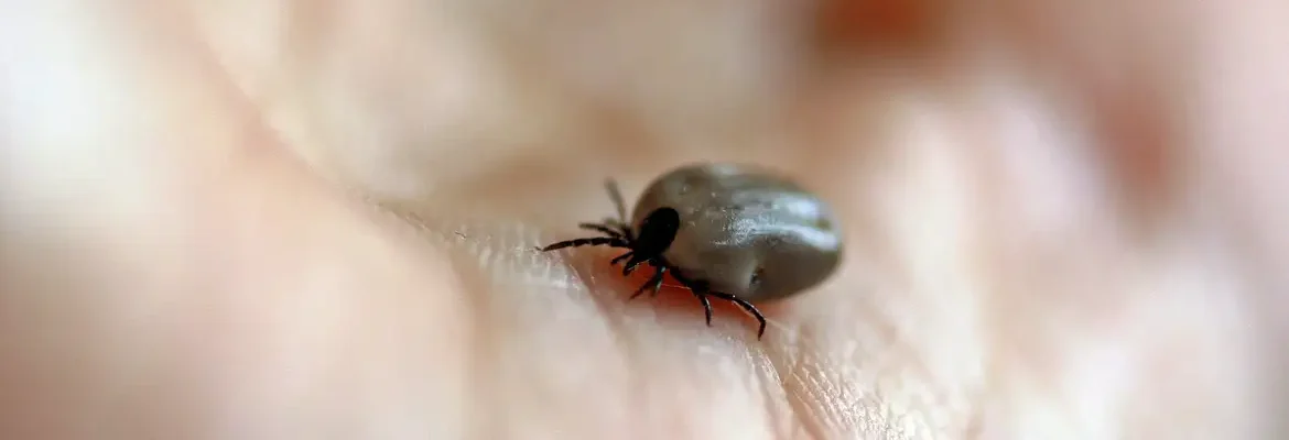Parque no interior de SP é interditado após mortes por febre maculosa