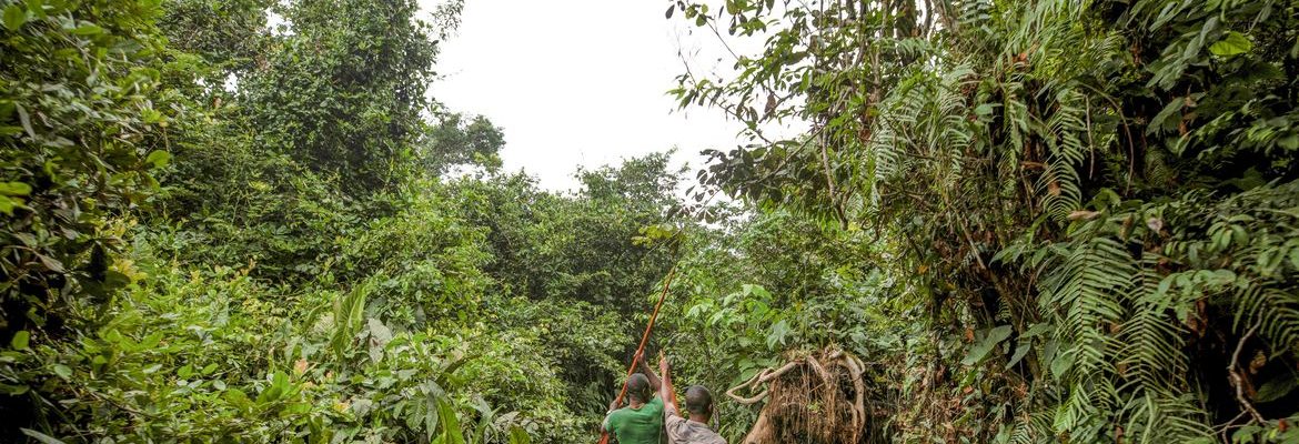 França lidera ação de US$ 2,5 bilhões para proteger floresta do Congo