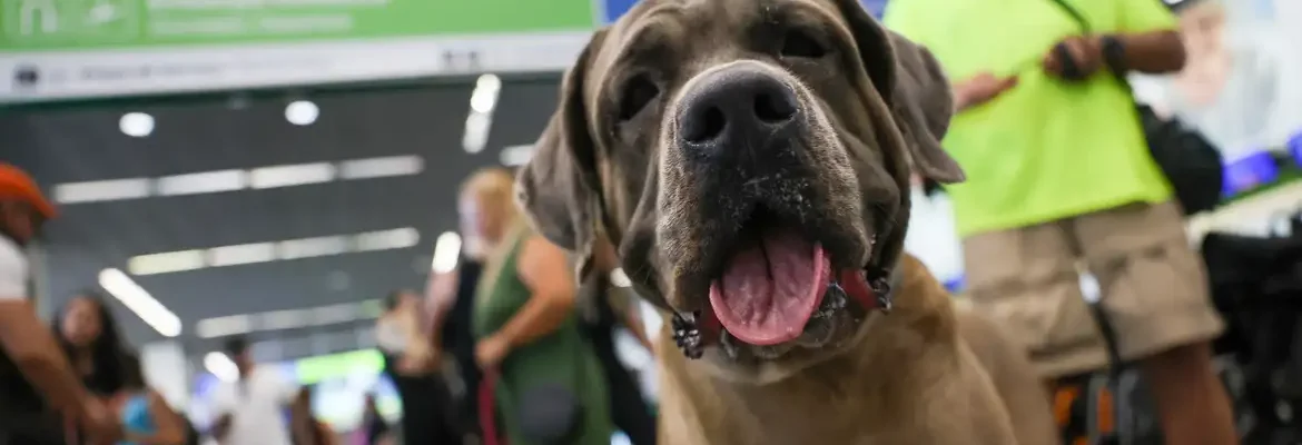 STF suspende lei sobre transporte aéreo de animais de apoio emocional