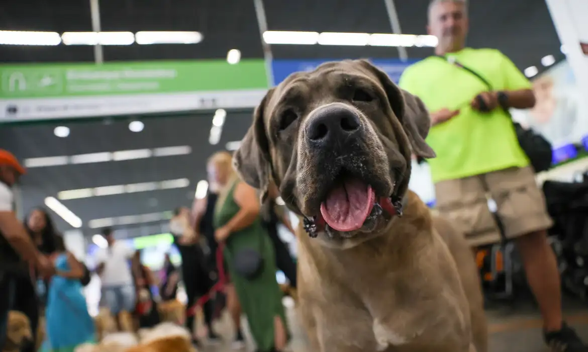 OAB Barro Preto - STF suspende lei sobre transporte aéreo de animais de apoio emocional