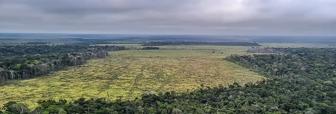 STF suspende todos os processos do país sobre Moratória da Soja 