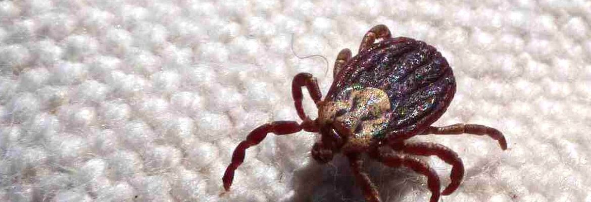 Febre maculosa causa mais duas mortes no interior de São Paulo