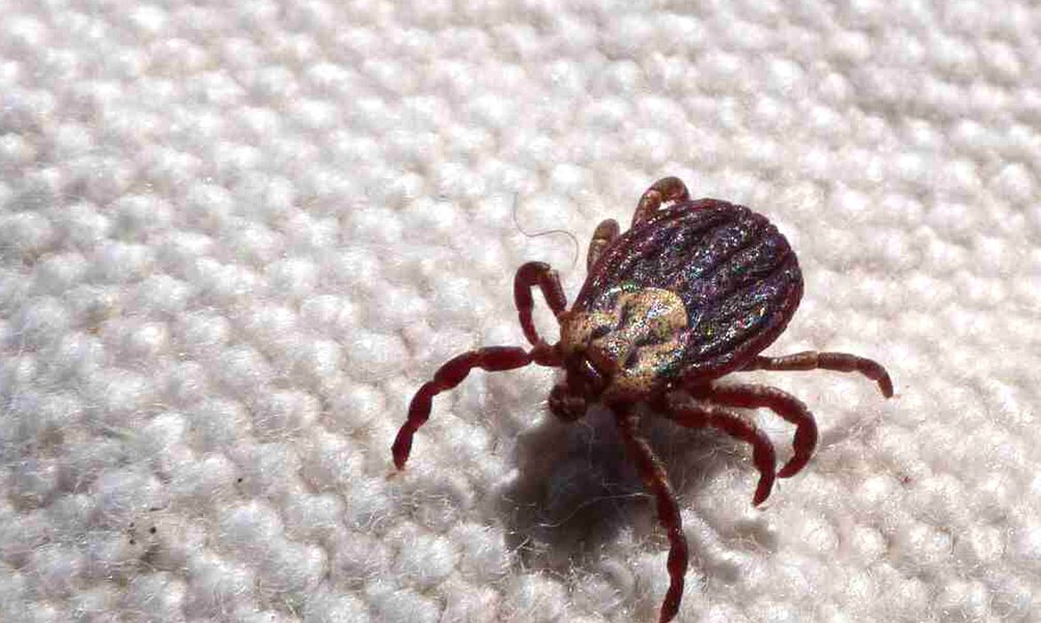 OAB Barro Preto - Febre maculosa causa mais duas mortes no interior de São Paulo