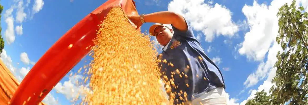 Agropecuária ajudou oito estados a crescerem mais que o Brasil em 2023