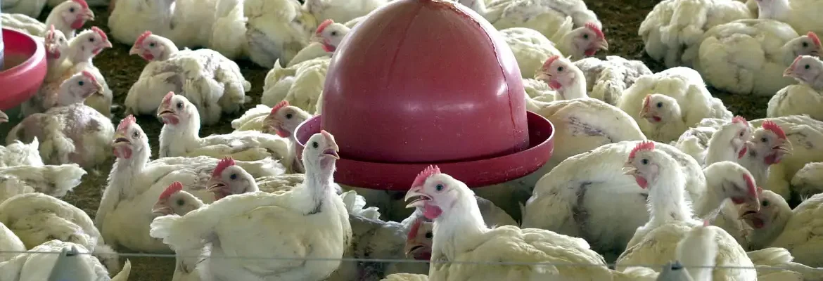 China suspende proibição de compra de carne de frango do Brasil