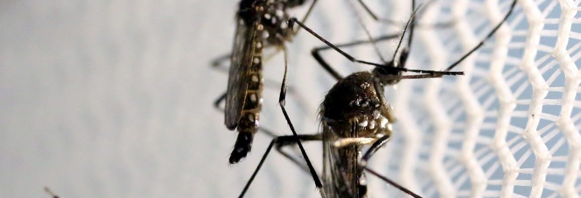 Vacina contra a dengue do Butantan pode beneficiar saúde global