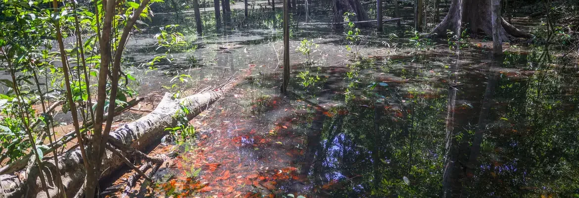 Dinossauros viveram na Amazônia, descobrem pesquisadores de Roraima