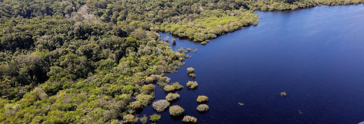 COP30: quarto leilão do Eco Invest terá foco exclusivo na Amazônia