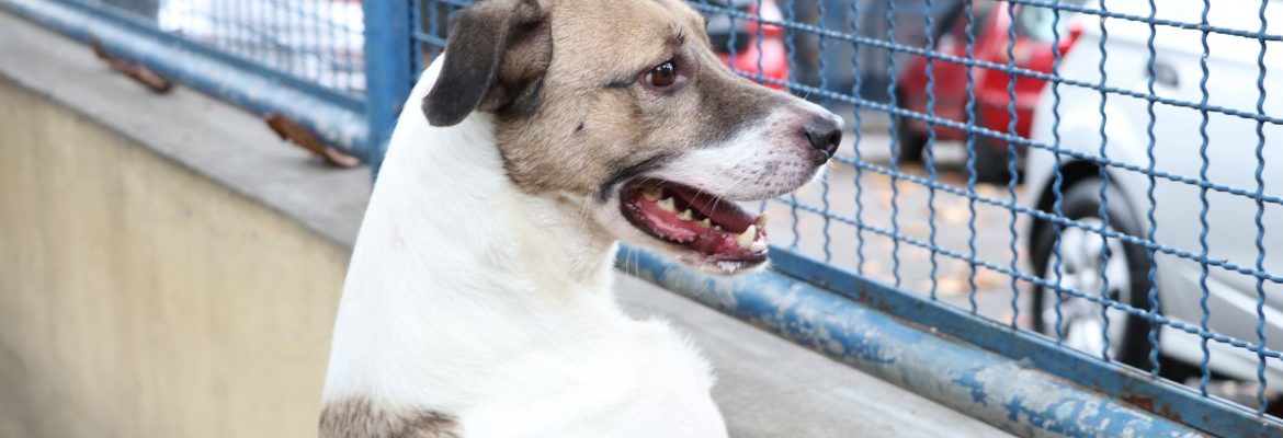 Fogos de artifício acarretam sofrimento físico e risco para animais