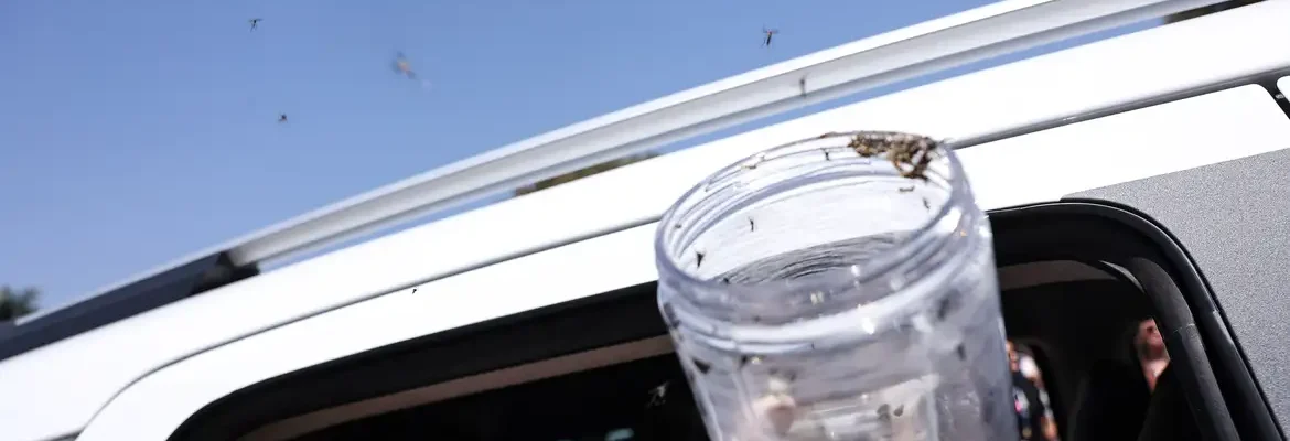 Saúde libera mosquitos estéreis para frear reprodução do Aedes