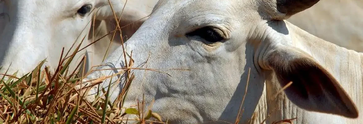 Bois exportados vivos: ONGs denunciam precariedade e riscos ambientais