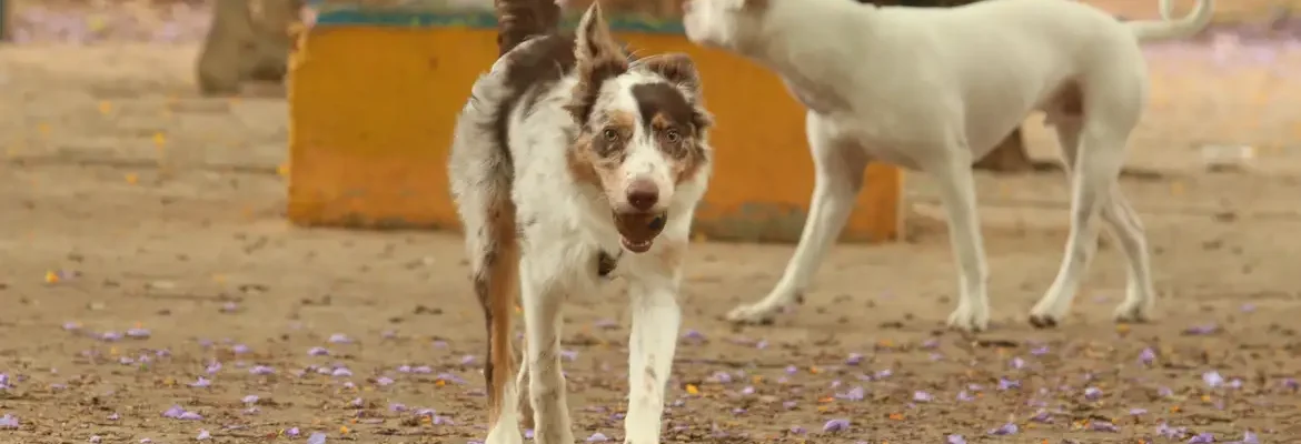 Brasil tem cerca de 30 milhões de animais domésticos abandonados
