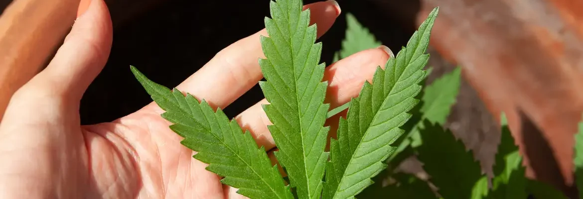 Anvisa discute nesta quarta regras para a produção de cannabis no país