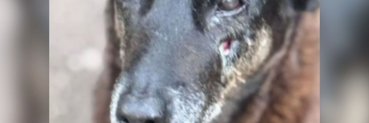 Justiça pelo  cãozinho Orelha