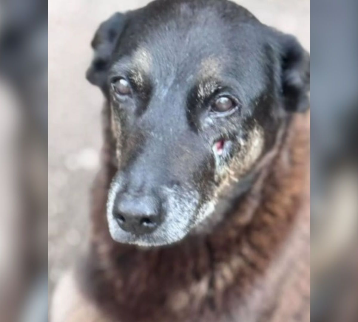 OAB Barro Preto - Justiça pelo  cãozinho Orelha