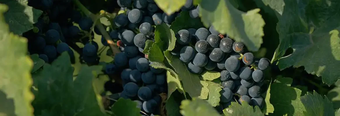 Documentário sobre cultura vinícola no país tem exibição na TV Brasil