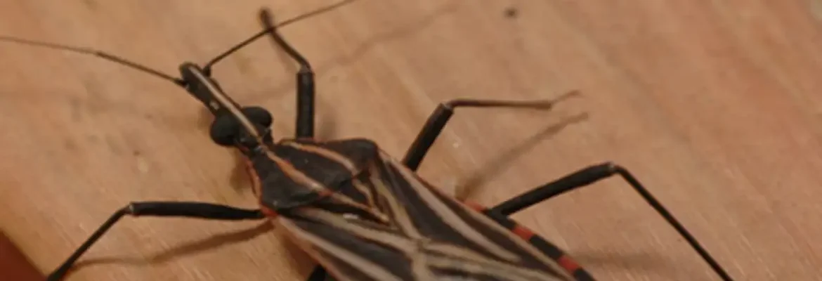 Ananindeua, no Pará, tem surto de casos da doença de Chagas