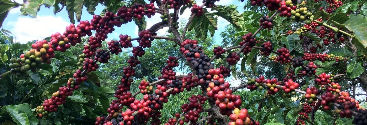 Conab prevê colheita recorde de café com crescimento de 17,1% em 2026