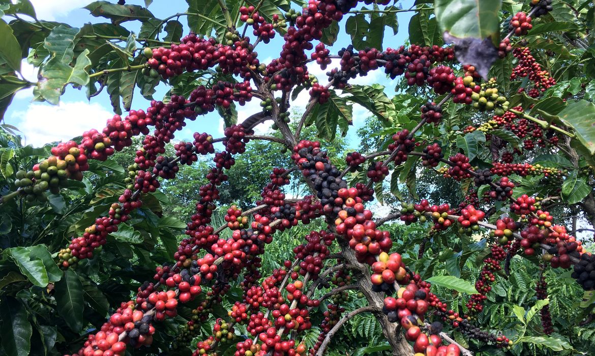 OAB Barro Preto - Conab prevê colheita recorde de café com crescimento de 17,1% em 2026