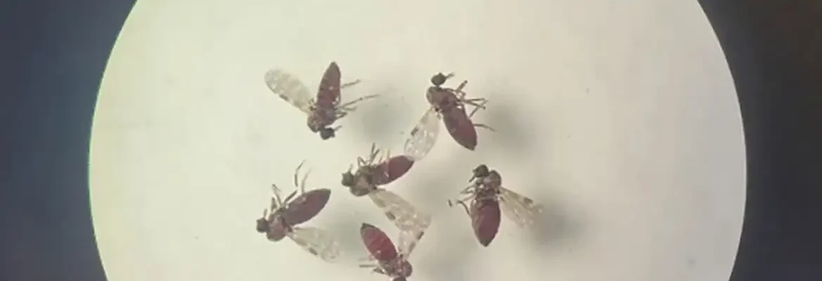 Estudo explica diferença de sintomas entre febre do Oropouche e dengue