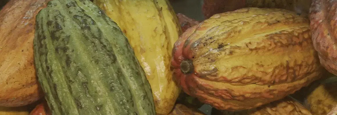 Governo suspende importação de cacau da Costa do Marfim