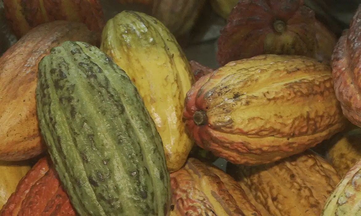 OAB Barro Preto - Governo suspende importação de cacau da Costa do Marfim