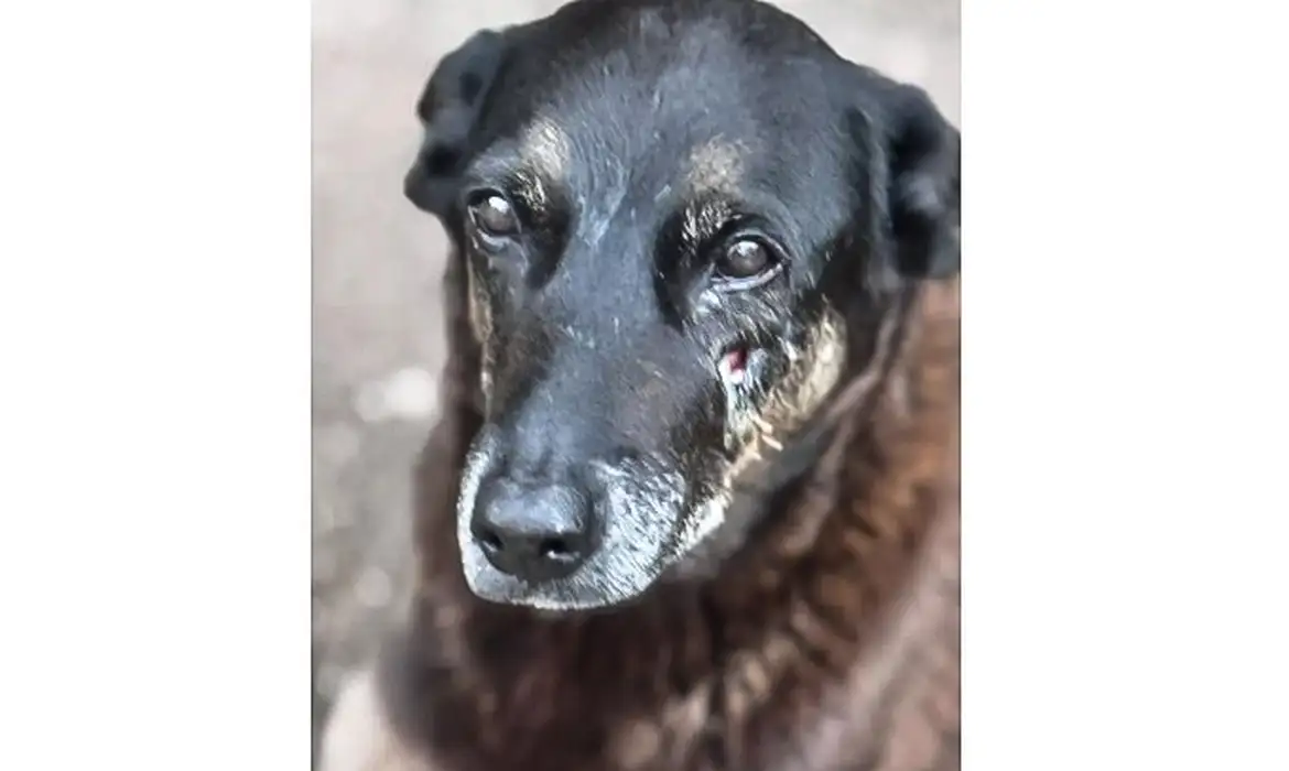 OAB Barro Preto - Polícia quer apreender passaporte de envolvido na morte do cão Orelha