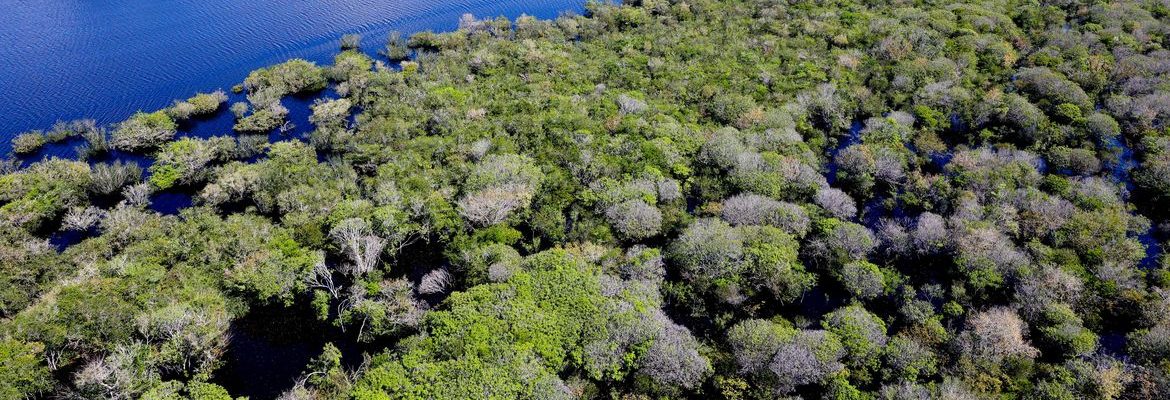 Governo lança edital para combate ao desmatamento na Amazônia