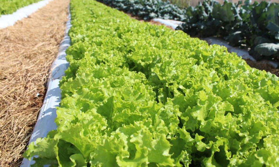 OAB Barro Preto - Embrapa inaugura Unidade Mista de Pesquisa e Inovação em Mato Grosso