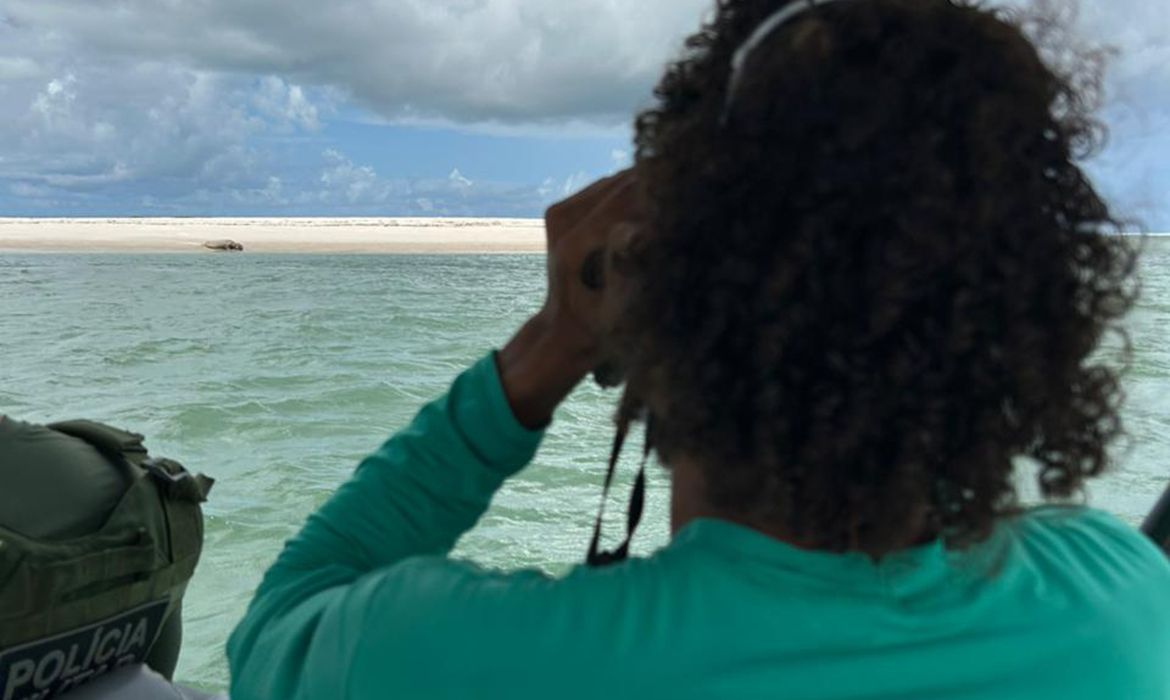 OAB Barro Preto - Elefante-marinho volta a ser avistado no litoral alagoano