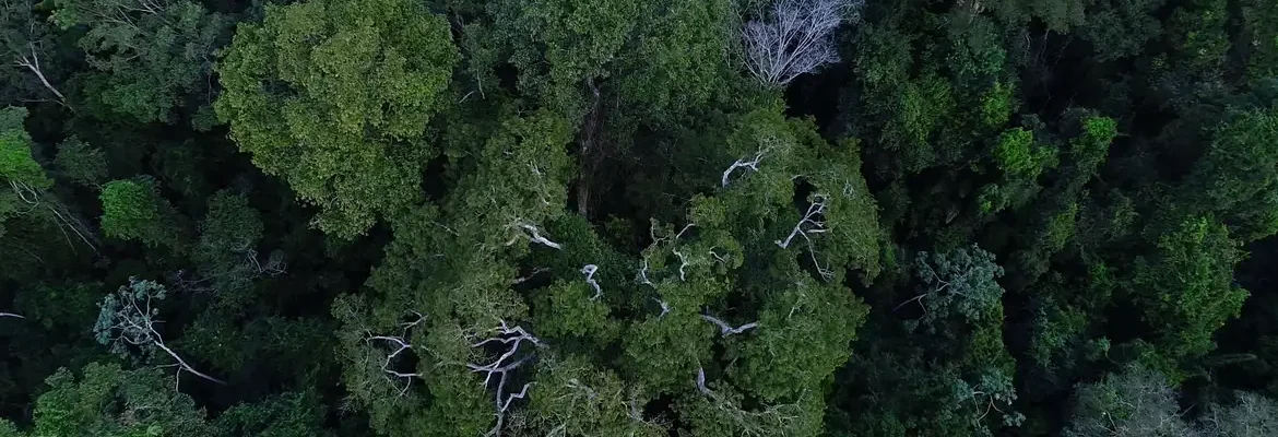 Previdência e BNDES querem incluir ESG na gestão de fundos de pensão