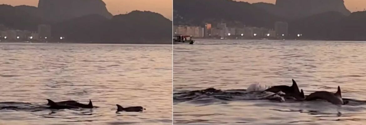 Golfinhos encantam banhistas no Rio e indicam boas condições de praia
