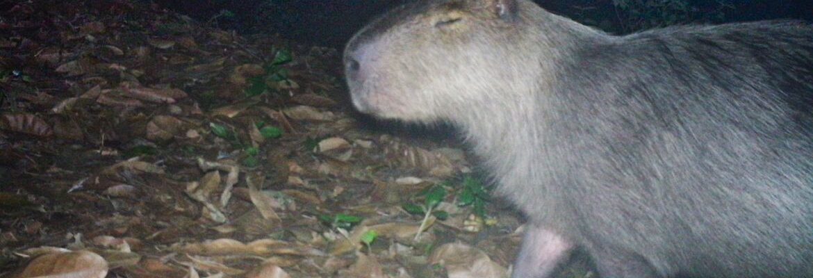 Capivara é agredida na zona norte do Rio e autores são presos