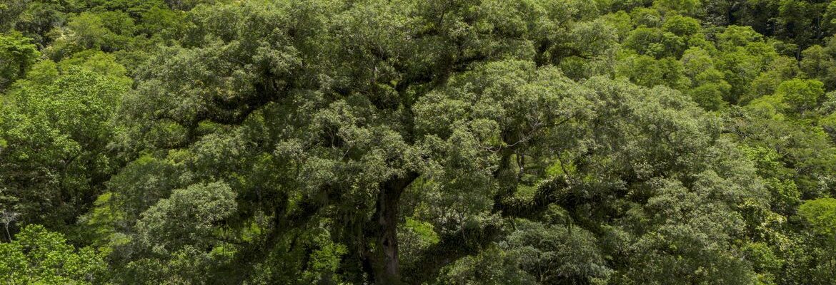Desmatamento da Mata Atlântica tem queda de 28% em um ano