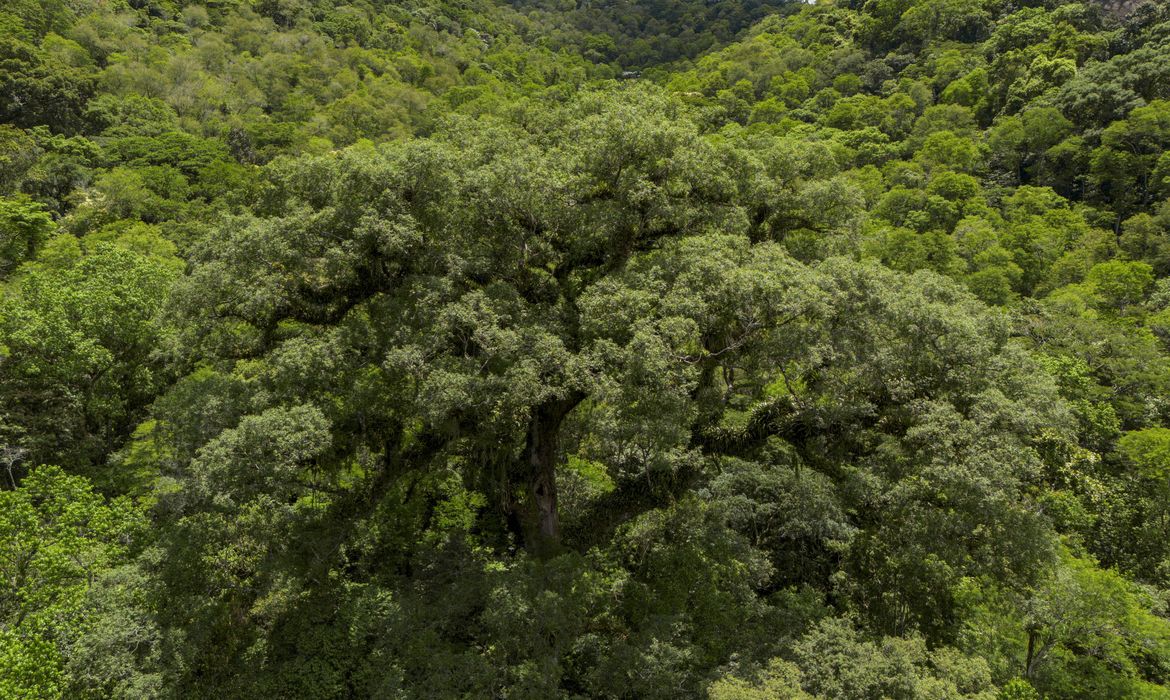 OAB Barro Preto - Desmatamento da Mata Atlântica tem queda de 28% em um ano