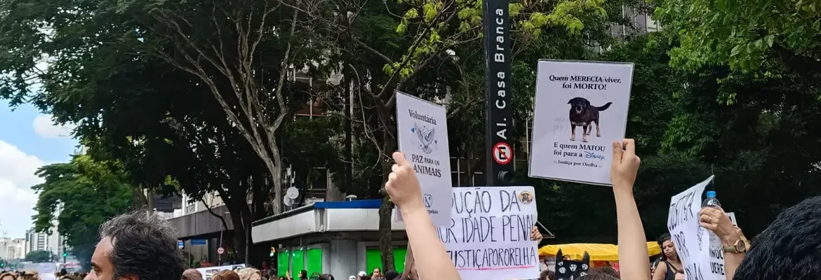 Cão Orelha: Justiça arquiva caso a pedido do Ministério Público