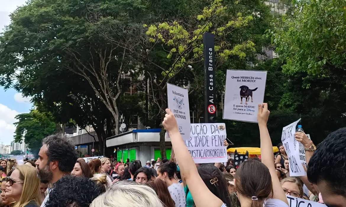 OAB Barro Preto - Cão Orelha: Justiça arquiva caso a pedido do Ministério Público