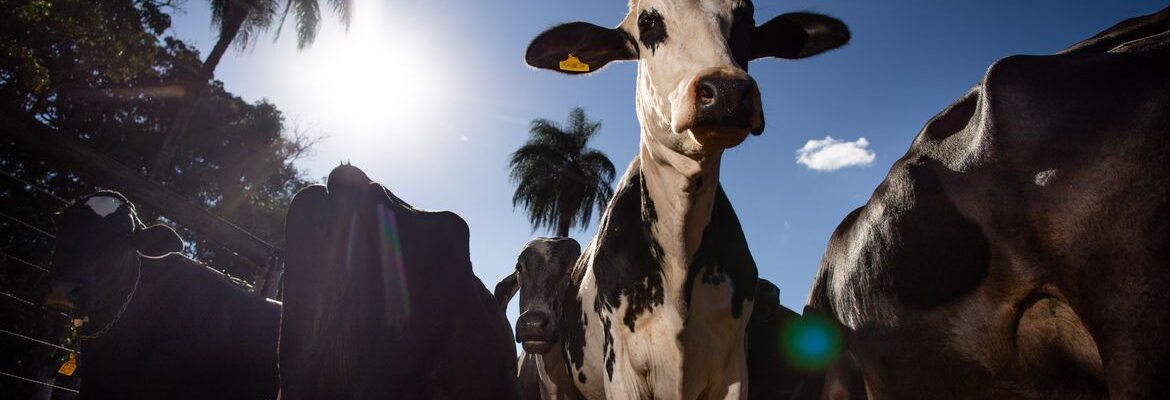 União Europeia oficializa veto à carne brasileira a partir de setembro