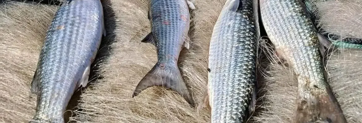 Pesca de tainha na modalidade arrasto de praia está suspensa