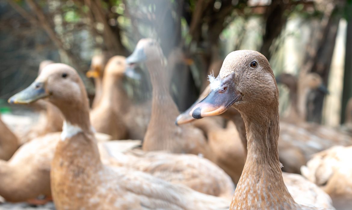 OAB Barro Preto - Entidades defendem projeto que proíbe alimentação forçada de animais