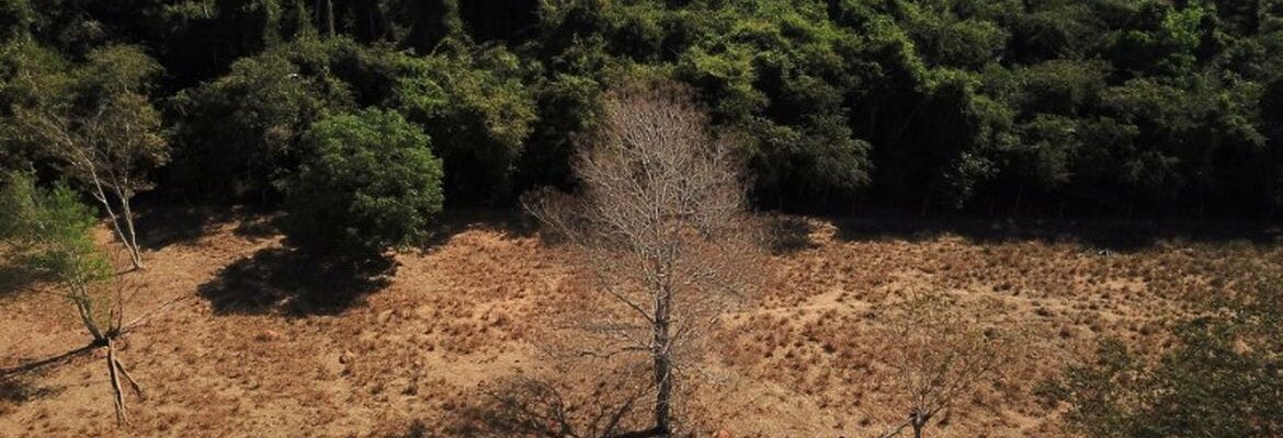 Depois da COP17, Brasil é cobrado a efetivar metas de restauração