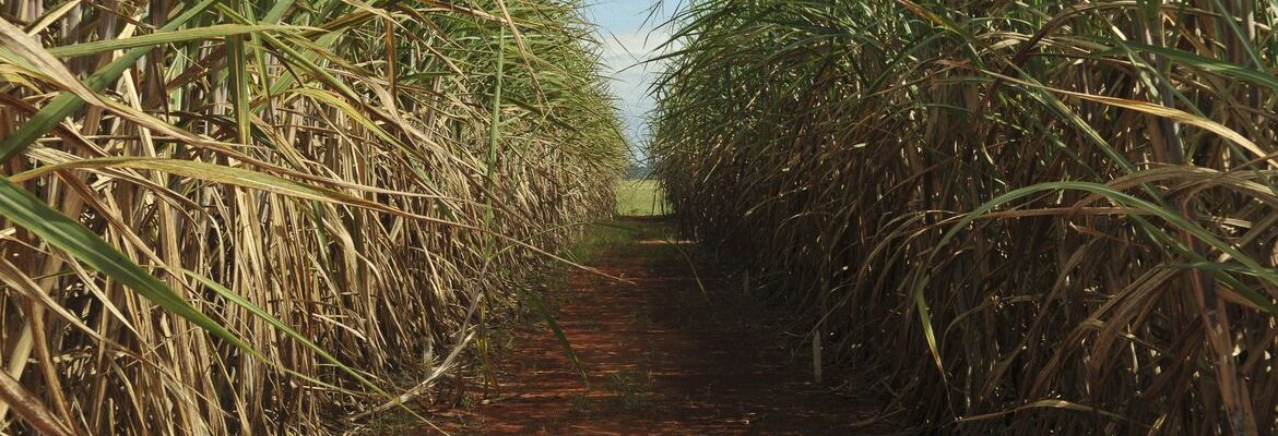 Safra de cana-de-açúcar deve crescer 4,7% em relação ao ano de 2025